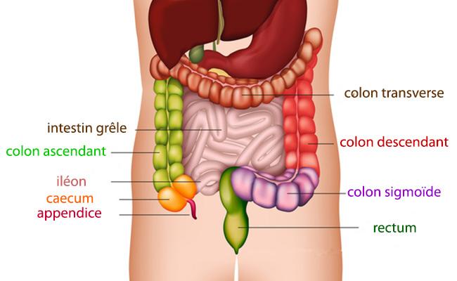 Syndrome de colon irritable cause symptôme