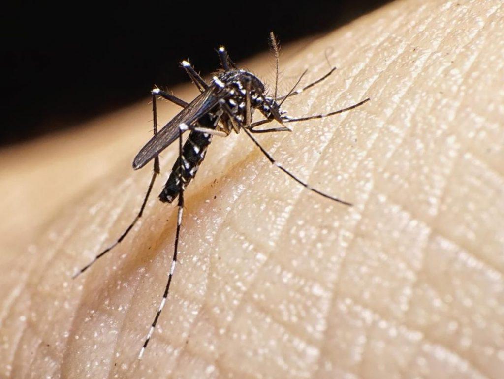 La dengue causes symptômes et traitement