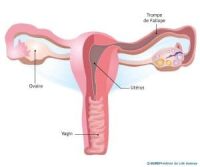 Torsion ovarienne remède naturel
