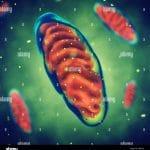 Les maladies mitochondriales définition et causes