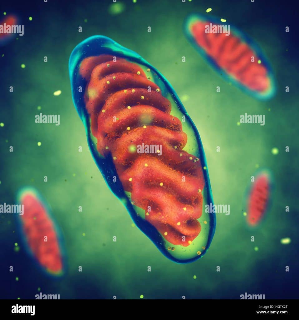 Les maladies mitochondriales définition et causes