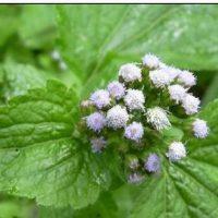 Gonococcie Plantes Traitement Naturel